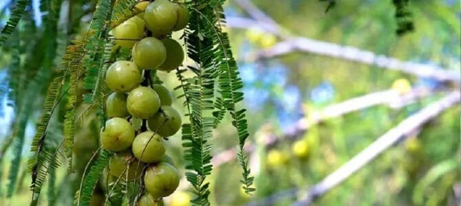 Health Benefits of Amla (Indian Gooseberry)