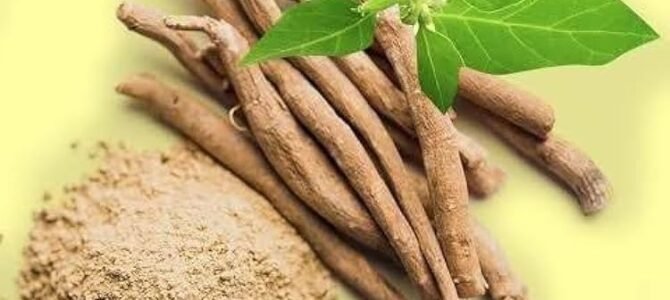Benefits of Ashwagandha in our body